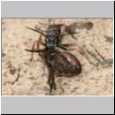 Episyron rufipes - Wegwespe w15 beim Nesteintrag mit einer Spinne.jpg